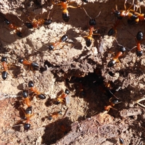 Camponotus consobrinus at Majura, ACT - 30 Aug 2019