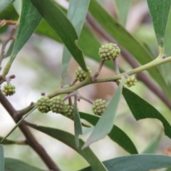 Acacia melanoxylon at O'Malley, ACT - 30 Aug 2019