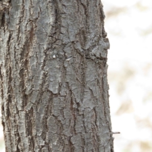 Acacia melanoxylon at O'Malley, ACT - 30 Aug 2019