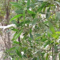 Acacia melanoxylon at O'Malley, ACT - 30 Aug 2019