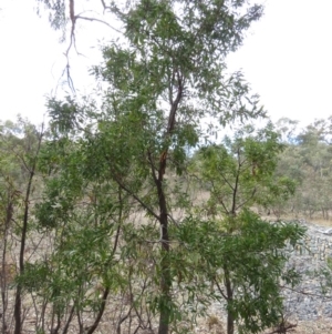 Acacia melanoxylon at O'Malley, ACT - 30 Aug 2019