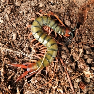 Cormocephalus aurantiipes (Orange-legged Centipede) at Namadgi National Park - 30 Aug 2019 by JohnBundock