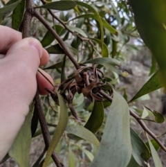 Acacia melanoxylon (Blackwood) at Captains Flat, NSW - 30 Aug 2019 by MattM