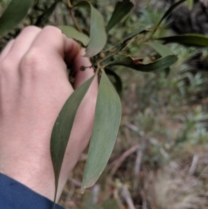 Acacia melanoxylon at Captains Flat, NSW - 30 Aug 2019