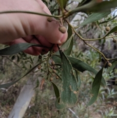 Acacia melanoxylon at Captains Flat, NSW - 30 Aug 2019