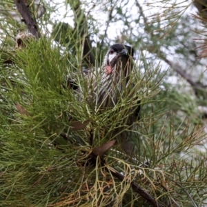 Anthochaera carunculata at Acton, ACT - 30 Aug 2019