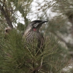 Anthochaera carunculata at Acton, ACT - 30 Aug 2019