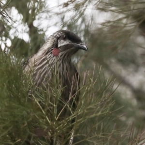 Anthochaera carunculata at Acton, ACT - 30 Aug 2019