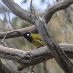 Nesoptilotis leucotis (White-eared Honeyeater) at Acton, ACT - 30 Aug 2019 by AlisonMilton