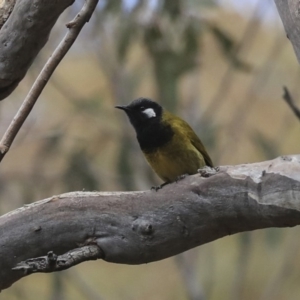 Nesoptilotis leucotis at Acton, ACT - 30 Aug 2019