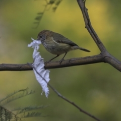 Acanthiza lineata (Striated Thornbill) at ANBG - 30 Aug 2019 by AlisonMilton