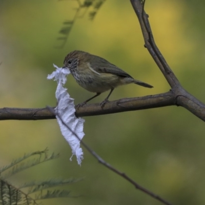 Acanthiza lineata (Striated Thornbill) at ANBG - 30 Aug 2019 by AlisonMilton