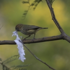 Acanthiza lineata at Acton, ACT - 30 Aug 2019