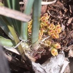 Lomandra bracteata (Small Matrush) at Griffith Woodland - 30 Aug 2019 by AlexKirk