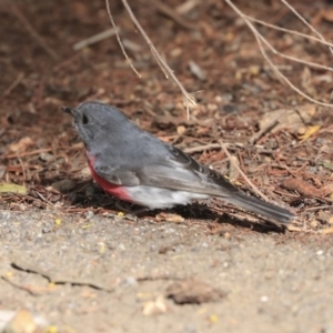 Petroica rosea at Acton, ACT - 30 Aug 2019