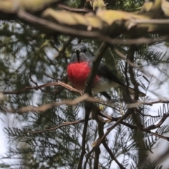 Petroica rosea at Acton, ACT - 30 Aug 2019