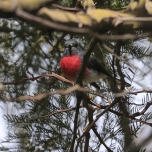 Petroica rosea at Acton, ACT - 30 Aug 2019