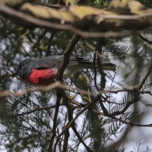 Petroica rosea at Acton, ACT - 30 Aug 2019