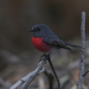 Petroica rosea at Acton, ACT - 30 Aug 2019