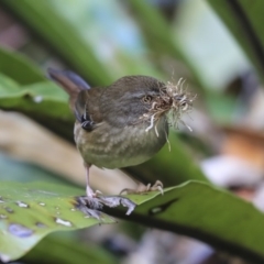 Sericornis frontalis (White-browed Scrubwren) at Acton, ACT - 30 Aug 2019 by AlisonMilton