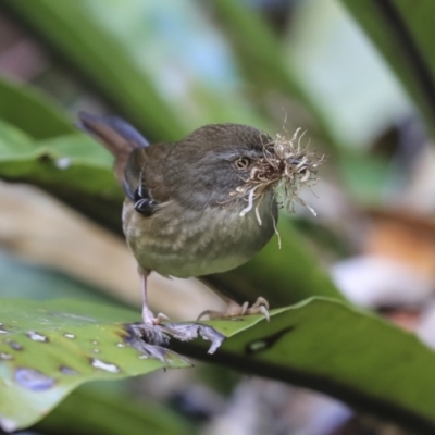 Sericornis frontalis (White-browed Scrubwren) at ANBG - 30 Aug 2019 by AlisonMilton