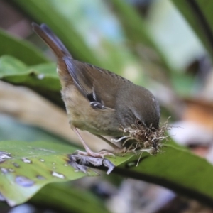 Sericornis frontalis at Acton, ACT - 30 Aug 2019