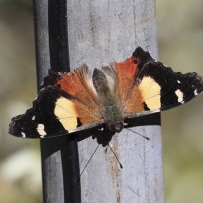 Vanessa itea (Yellow Admiral) at Acton, ACT - 30 Aug 2019 by AlisonMilton