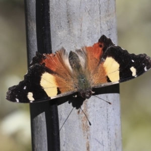 Vanessa itea at Acton, ACT - 30 Aug 2019