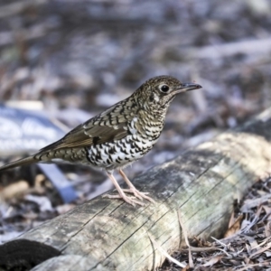 Zoothera lunulata at Acton, ACT - 30 Aug 2019