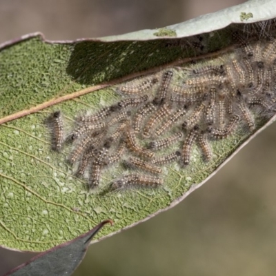 Uraba lugens (Gumleaf Skeletonizer) at The Pinnacle - 29 Aug 2019 by AlisonMilton