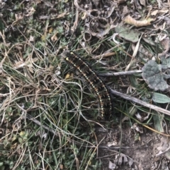 Apina callisto (Pasture Day Moth) at Watson, ACT - 30 Aug 2019 by StephR