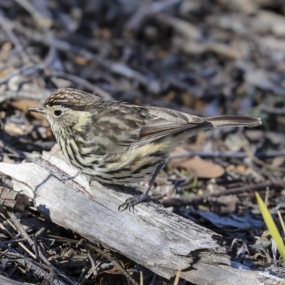 Pyrrholaemus sagittatus (Speckled Warbler) at The Pinnacle - 29 Aug 2019 by Alison Milton