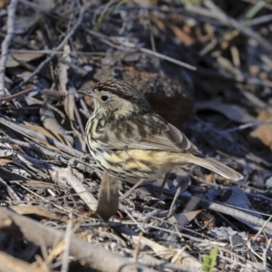 Pyrrholaemus sagittatus at Hawker, ACT - 29 Aug 2019 10:15 AM