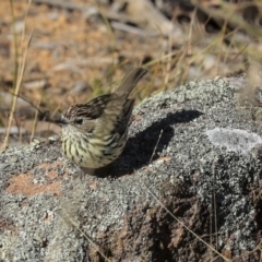 Pyrrholaemus sagittatus at Hawker, ACT - 29 Aug 2019 10:15 AM