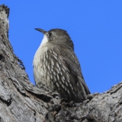 Cormobates leucophaea (White-throated Treecreeper) at Hawker, ACT - 29 Aug 2019 by AlisonMilton