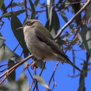 Melithreptus brevirostris at Hawker, ACT - 29 Aug 2019