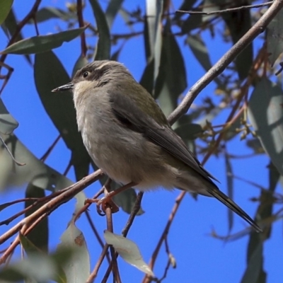 Melithreptus brevirostris (Brown-headed Honeyeater) at Hawker, ACT - 29 Aug 2019 by AlisonMilton