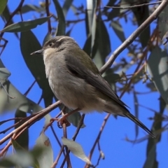 Melithreptus brevirostris (Brown-headed Honeyeater) at Hawker, ACT - 29 Aug 2019 by Alison Milton