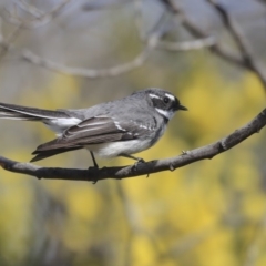 Rhipidura albiscapa (Grey Fantail) at Hawker, ACT - 29 Aug 2019 by Alison Milton
