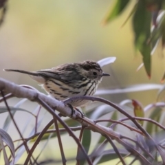 Pyrrholaemus sagittatus (Speckled Warbler) at The Pinnacle - 29 Aug 2019 by Alison Milton