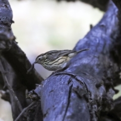 Pyrrholaemus sagittatus at Dunlop, ACT - 29 Aug 2019 01:30 PM