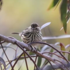 Pyrrholaemus sagittatus at Dunlop, ACT - 29 Aug 2019