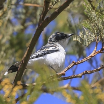 Lalage tricolor (White-winged Triller) at Hawker, ACT - 29 Aug 2019 by AlisonMilton