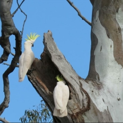 Cacatua galerita (Sulphur-crested Cockatoo) at O'Malley, ACT - 29 Aug 2019 by KumikoCallaway