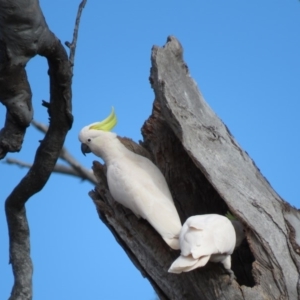 Cacatua galerita at O'Malley, ACT - 30 Aug 2019