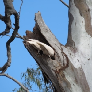 Cacatua galerita at O'Malley, ACT - 30 Aug 2019