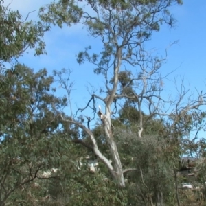 Cacatua galerita at O'Malley, ACT - 30 Aug 2019