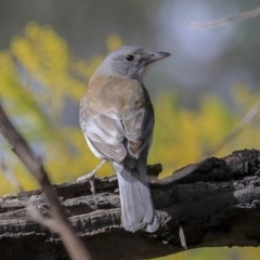 Colluricincla harmonica (Grey Shrikethrush) at Hawker, ACT - 29 Aug 2019 by AlisonMilton