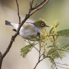 Zosterops lateralis (Silvereye) at Hawker, ACT - 29 Aug 2019 by Alison Milton
