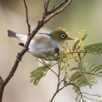 Zosterops lateralis (Silvereye) at Hawker, ACT - 29 Aug 2019 by AlisonMilton